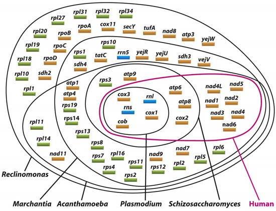 Mitokondrioiden synty ja geneettinen järjestelmä 1 ATPase Mitochondrial matrix Inner membrane lisääntyvät jakautumalla rotan maksa: puoliintumisaika 5-10 vrk alkion mitokondriot periytyvät pääosin