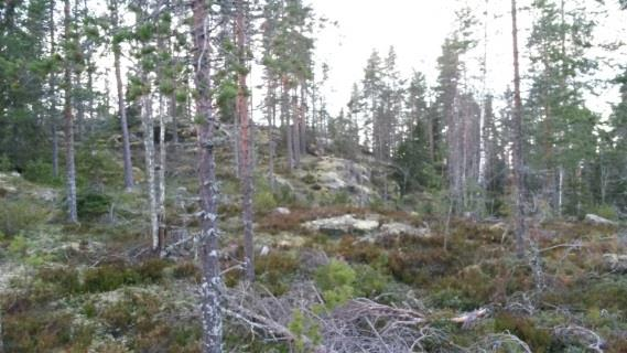 Hakeminen Hankasalmen suunnistuslukioon tapahtuu erillisellä hakulomakkeella 10.2.2017 mennessä. Hakija saa tiedon hyväksytyksi tulemisestaan suunnistuslukion valmennusryhmään 17.2.2017 mennessä, juuri sopivasti ennen yhteishaun alkua.