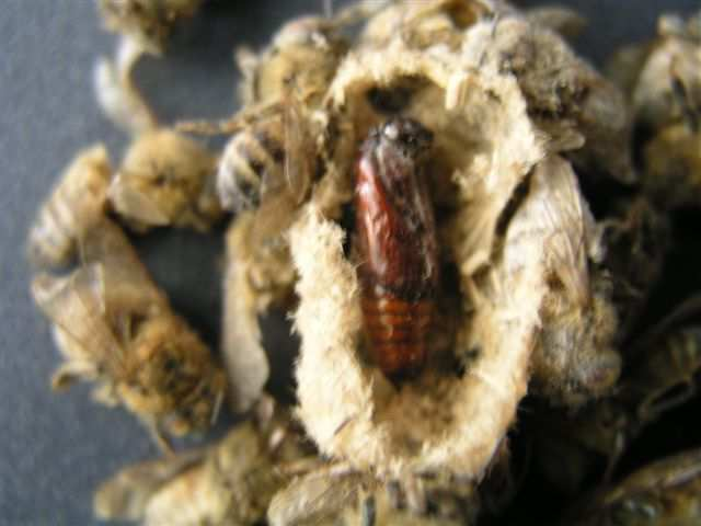Tartuntavaarallisen aineksen poisto ja eristäminen: Sairaiden toukkien ja koteloiden tunnistaminen ja poisto (perinnöllistä vaihtelua) Vanhojen mehiläisten poistuminen kuolemaan, kuolleiden
