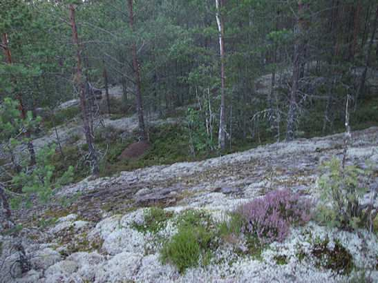 4 rantakaistale, joka on osittain rakennettua aluetta. Suunnittelualueen kaakkoiskulmassa on rauhoitettu muinaismuistokohde. 4.