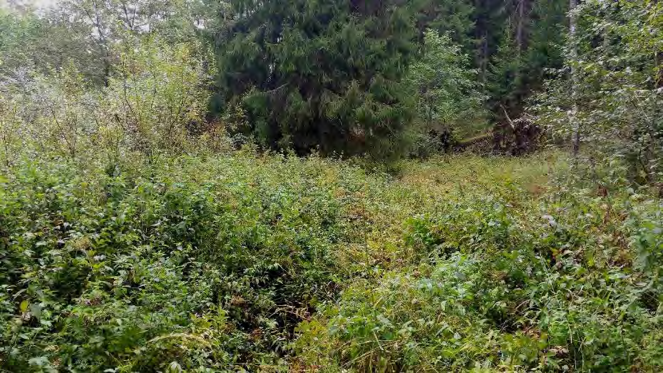 Suomelan talon länsipuolella on hakkuu, joka ulottuu lähes Uotinojan reunaan. Ojan eteläpuolella on varttunutta kuusivaltaista sekametsää.