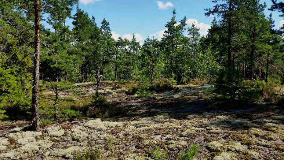 Kuva 35. Sudenkallion metsälain mukaista kalliota. LUO8 Sudenkallio (osa-alue 11, arvoluokka P) Kallioalueella on harvaa varttuvaa männikköä, kenttäkerroksessa on mm.