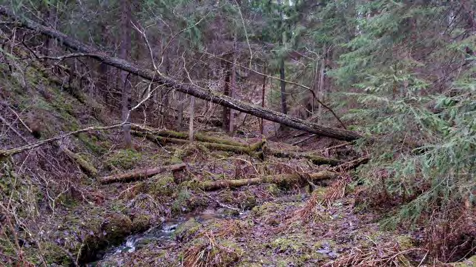 Rajauksen keskivaiheilla olevan purouoman varrella varttuvaa varttunutta kuusikkoa sekä haapaa ja harmaaleppää.