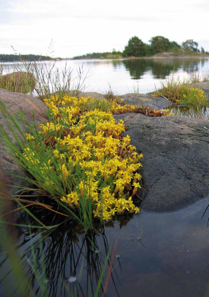 SUOMEN TEOLOGINEN INSTITUUTTI Kaisaniemenkatu 13 A 00100 HELSINKI Kansikuvat: Rolf Wiiala Pyhä Henki, lohduttaja, valon lähde ainoa, Pyhä