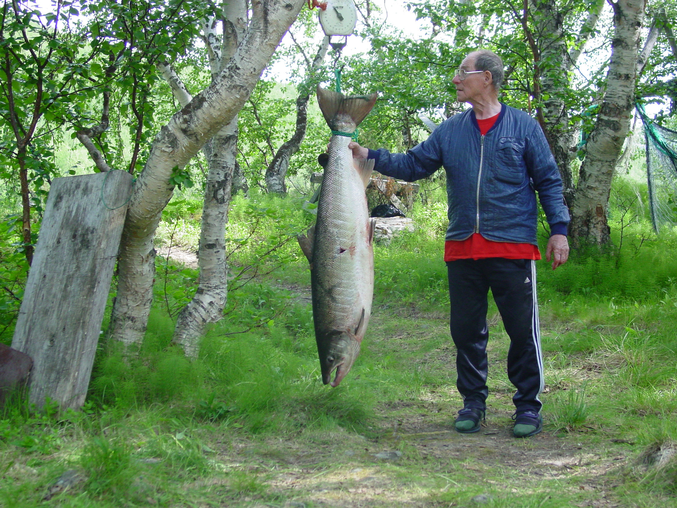 ATLANTIN LOHI (Salmo salar, L.) TENOJOEN VESISTÖSSÄ III; Kalastuskauden aikainen ja vuosien välinen vaihtelu lohisaaliin rakenteessa ja saaliiden ajoittumisessa eri pyydyksiin Niemelä, E.