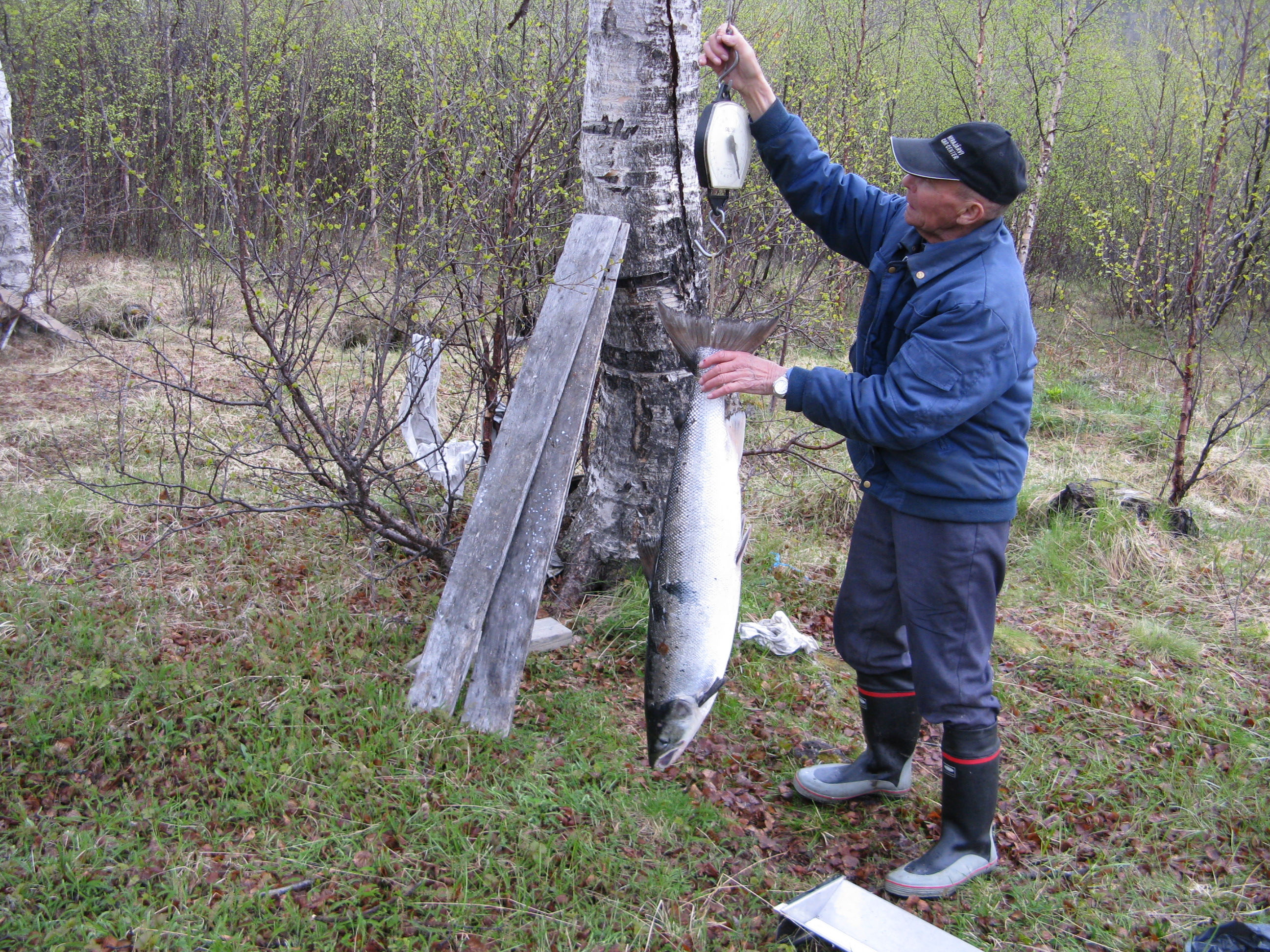 lopetetaan periaatteessa jo heinäkuun lopulla jokeen nousevien lohimäärien vähennyttyä niin pieniksi, että kalastus ei enää kannata.