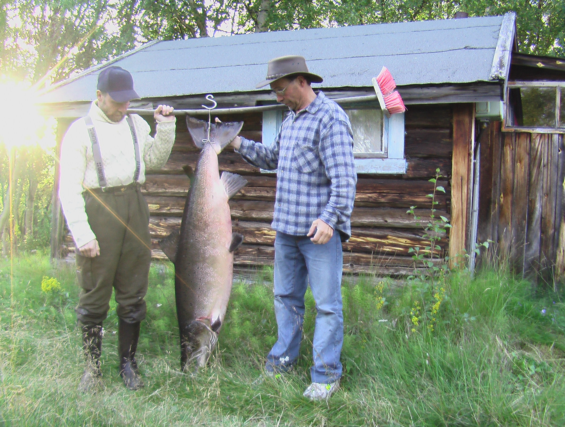 vaeltamassa kutualueilleen Kevo- ja Tsarsjokeen. Vedenalaisen videolaskennan perusteella oli 5 Utsjokeen nousevista eri meri-ikäisistä lohista vaeltanut Utsjoen suun yläpuolelle kesäkuun 3.