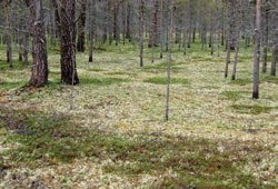 Poronhoitoalueen pohjoisosan talvilaitumet vuosina 2005 2008 Laidunten tilan muutokset 1990-luvun puolivälin jälkeen Jouko Kumpula,