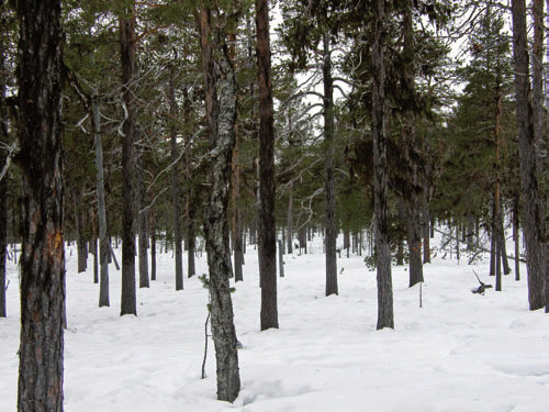 Poronhoitoalueen pohjoisosan talvilaitumet... 39 jäkälälaidunten määriin metsien rakenteellisten muutosten kautta (mm. pohjakasvillisuuden muutokset).