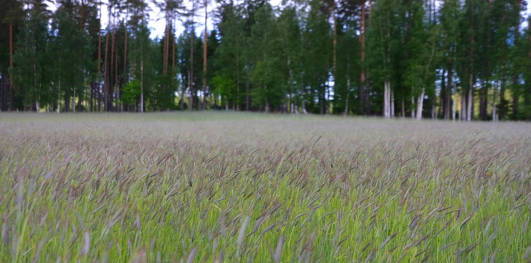 Luomupeltokasvit Kuten kaikissa muissakin maakunnissa, luomupinta- alasta suurin osa on nurmea Kaura-, seosvilja, ruis ja rypsi- alat vievät suurimmat osan luomupeltokasvien pinta- alasta Etelä-