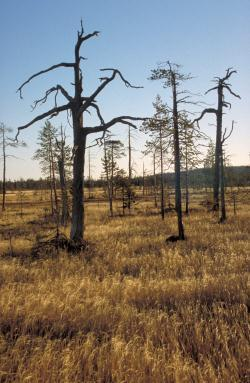 Ohjelman tarkoitusta vaarantavat toimet Kaikki suon vesi- ja ravinnetaloutta muuttavat toimet: ojitus, turpeenotto, tien rakentaminen, turvemaiden metsänkäsittely paitsi suoluonnon tilan