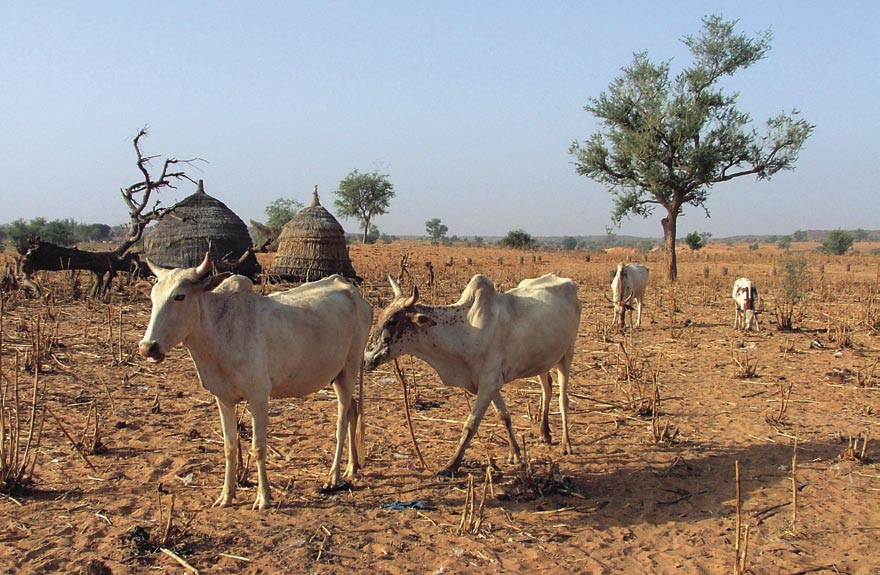 K e h i t y s p o l i t i i k k a v a i k u t t a a y h t e i s t y ö m a i s s a Suomi tukee Burkina Fasossa aavikoitumisen torjuntaa. Kuva: Matti Nummelin.