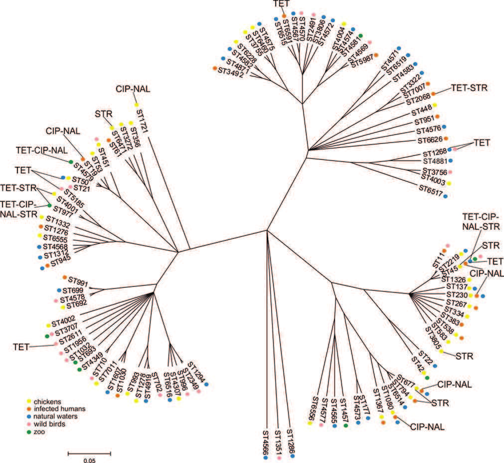 Resistenssi ja MLST tyypit ClonalFrame-puu perustuen 7 housekeeping geeniin. Kuvassa mukana kaikki C.