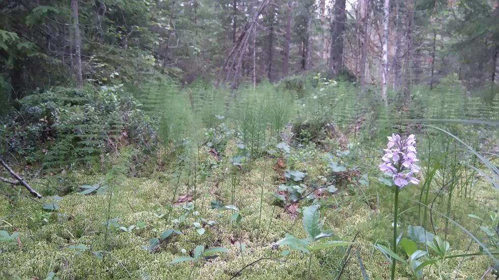 Aallokas Oy.7.2016 Y-tunnus 2678475-5 Keuruu KARJOA POHJOISEN -ASEMAKAAVA-AUEEN UONTOSEVITYS 1. Menetelmät 1.1. Selvitetyt luontoarvot uontoselvityksen tarkoitus oli löytää tutkittavalta alueelta luontokohteet, joilla voi olla merkitystä alueen käytön suunnittelulle.