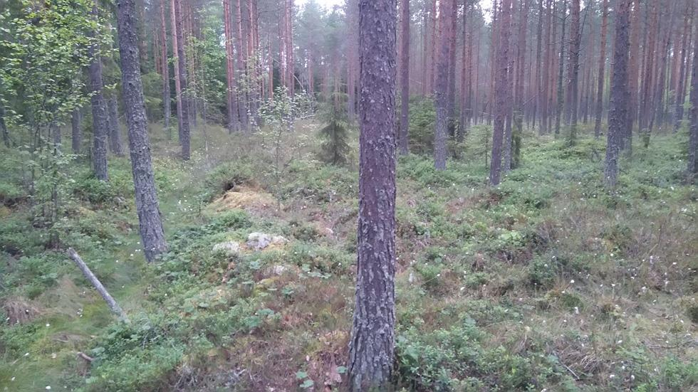 Kuva. Metsäkortekorvessa kasvaa erirakenteisesti kuusta