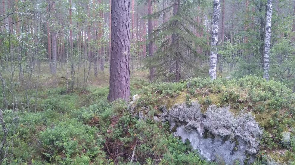 Kuva 5. Rämeellä kasvaa kohtalaisesti lakkaa. Kuva 6.