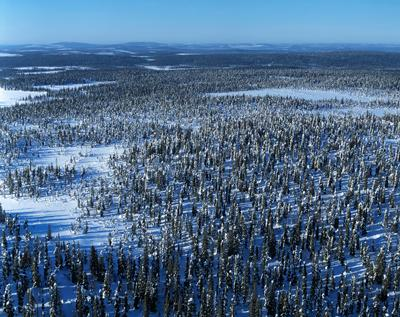 Metsälain uudistaminen 4.2.