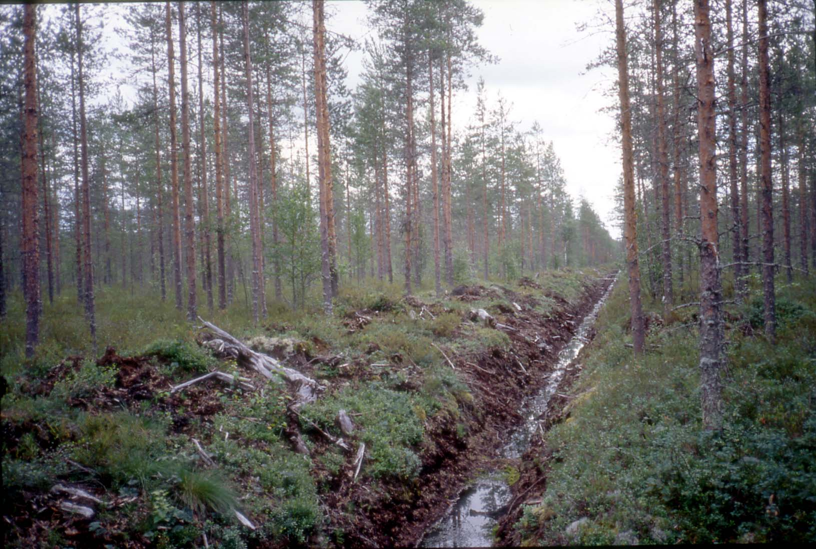 Kiuruvedellä tutkitut suot ja niiden turvevarat. Osa 4 Kuva 34. Uudelleen ojitettua varputurvekangasta Mankonrämeen pohjoisosassa.