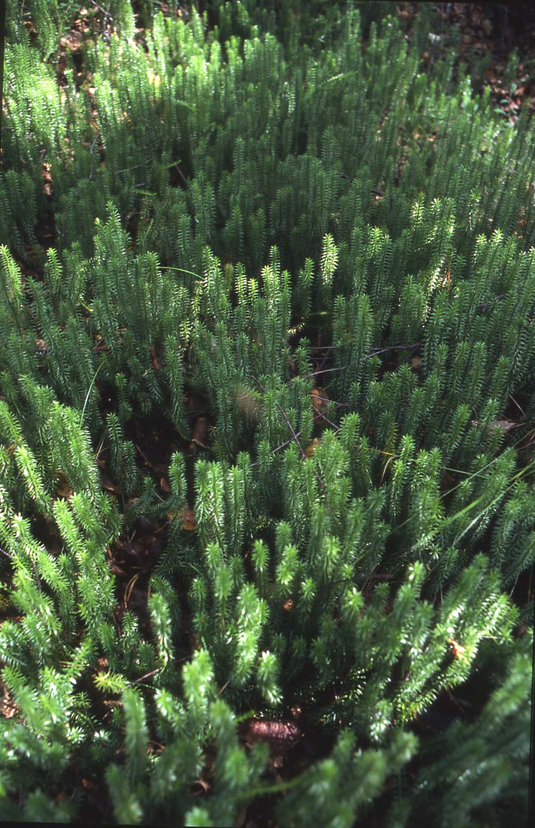 Kuva 57. Riidenliekokasvustoa korpityypin soilla. Riidenlieko on varpumainen, itiötähkällinen, ainavihreä ja monivuotinen sanikkainen, joka on varsin yleinen koko Suomessa.