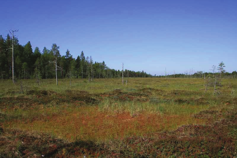 18 YMPÄRISTÖVAIKUTUSTEN ARVIOINTIOHJELMA 14.9.2009 Kanteleen Voima Oy Suurin osa tuoreista kankaista on sekapuustoisia nuoria metsiä, joissa koivun osuus on huomattava.