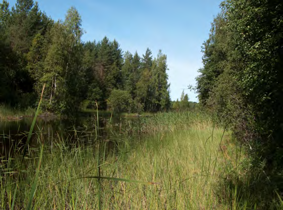 Salmenkylän asemakaavan laajennusalueen luontoselvitys osassa on kostean lehdon kasvillisuutta. Notkelma on ojitettu. Ojan reunalla kasvaa mm. hiirenporrasta.