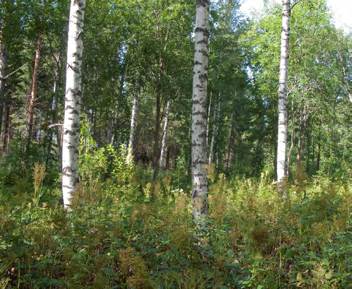 Salmenkylän asemakaavan laajennusalueen luontoselvitys Kuva 5. Piha-alueiden länsipuoleista metsää.