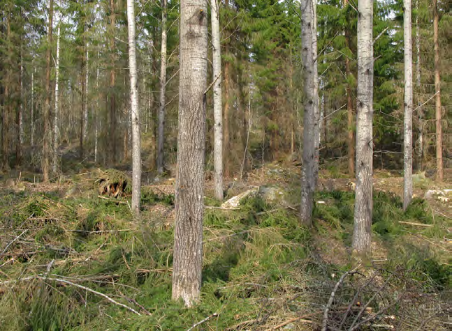 Salmenkylän pohjoisosan asemakaavan liito-oravaselvitys 2016 3.1 LIITO-ORAVAT 2009 Selvitysalueen länsiosasta löydettiin liito-oravan jätöksiä kolmesta paikasta.