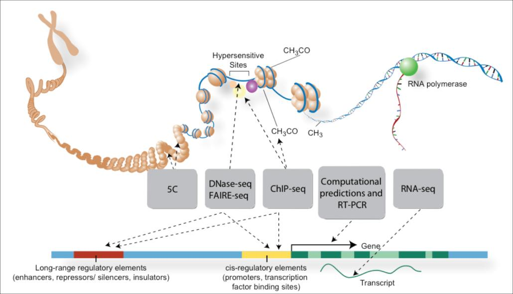 Muita esimerkkejä * ENCODE: Encyclopedia of DNA Elements (http://genome.ucsc.edu/encode/) * COSMIC: Catalogue of Somatic Mutations in Cancer (http://www.sanger.ac.