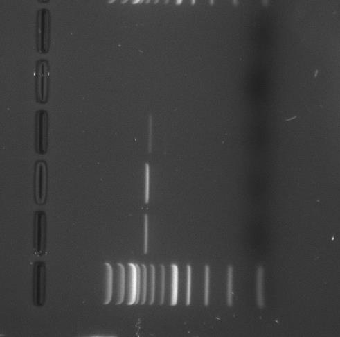 DNA:n eristäminen, monistaminen ja tarkistaminen DNA eristetään näytteestä kitin avulla, 25 mg näytettä riittää std n1