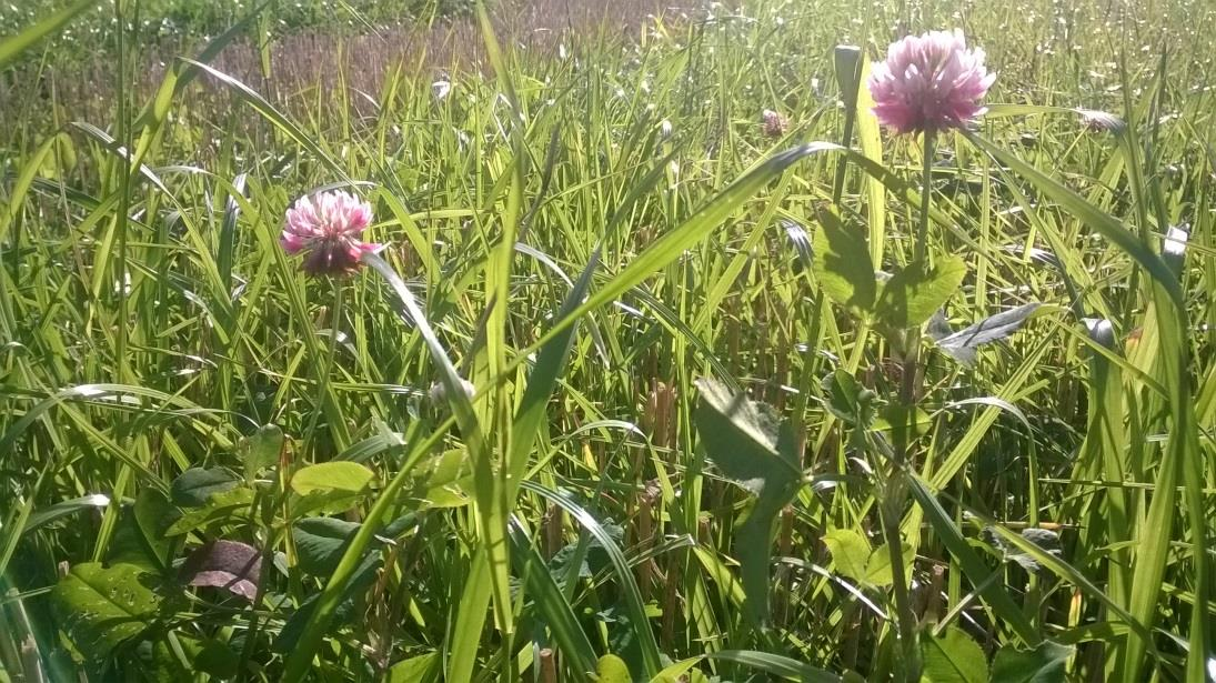 heinälajiksi. Tämä siksi, että se saattaa haitata liikaa pääsatokasvin kasvua ja olla lisäksi turhan vanhaa laidunnuksen alkaessa. 16 6.