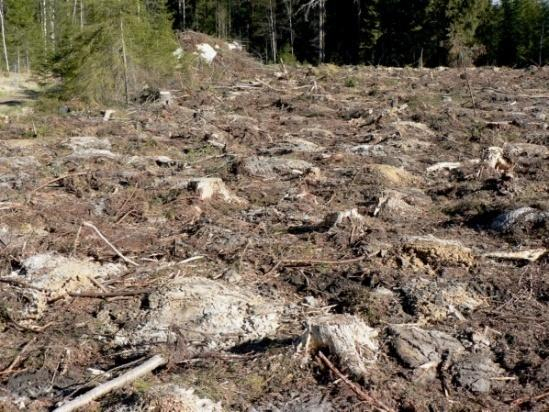 Laatu ja laadunhallinta metsänuudistamisessa Muokkaustavan valinta Mätästetyillä aloilla ylivoimaisesti parhaat uudistamistulokset ja pienin epäonnistumisen riski.