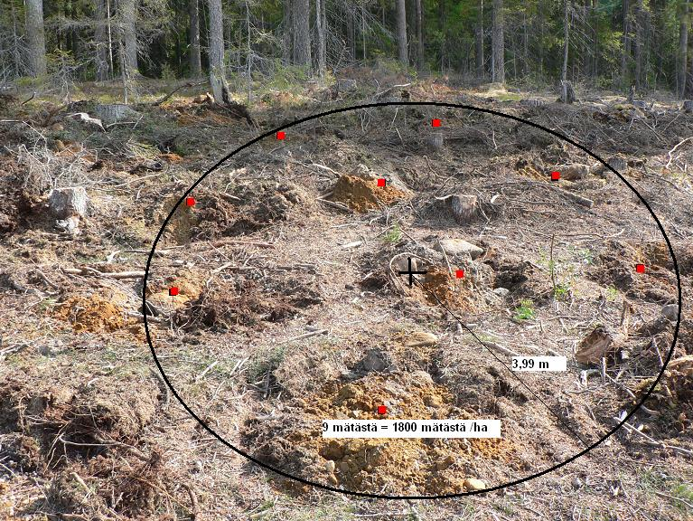 Osuus taimikoista, % Istutustaimia humuksessa, kpl/ha Laatu ja laadunhallinta metsänuudistamisessa Muokkausjälkien tiheys määrittää viljelytiheyden 45 40 400 350 Muokkaamattomiin kohtiin istutettujen