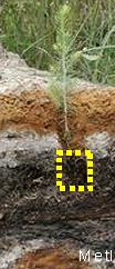 Osuus taimista, % Laatu ja laadunhallinta metsänuudistamisessa Istutussyvyys Keskimääräinen istutussyvyys 4 cm. Kolmannes taimista istutettu vähintään 5 cm syvyyteen, kolmannes alle 3 cm syvyyteen.