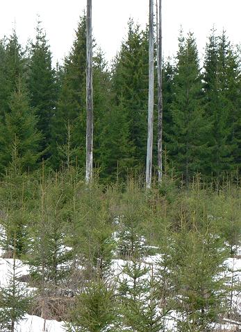 Laatu ja laadunhallinta taimikonhoidossa Taimikon harvennus (perkaus/harvennus) lopulliseen kasvatustiheyteen kuusikoissa 3-4 metrin männiköissä 5-7 metrin valtapituusvaiheessa (energiapuukohteet