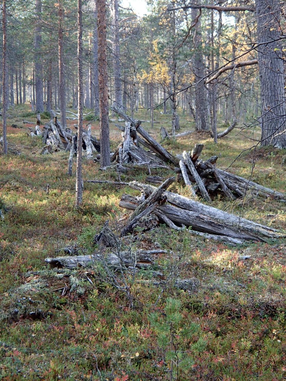 Metsähallitus, Metsätalous Juha-Pekka Joona Inari Kulttuuriperintöinventointi 2013