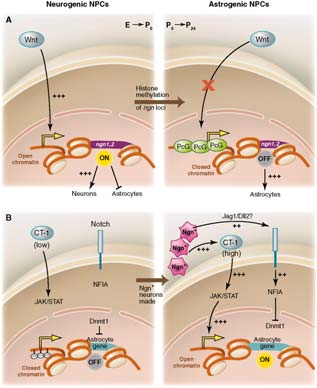 Gliasolut Dendrites Dendrites Schwann cell Gliasolujen luokittelu: astrosyytti: keskushermoston yleisin solutyyppi oligodendrosyytti tai Schwannin solu perifeerisessä kudoksessa kiertyy hermosolun