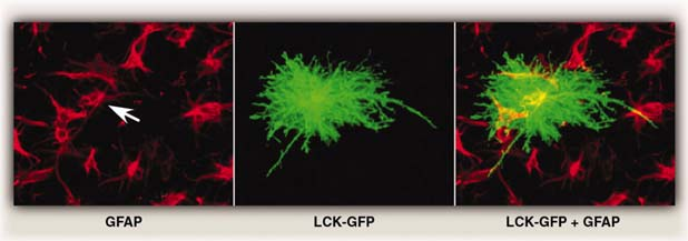 Kuvateksti edelliseen diaan Fig. 2 Astrocyte diversity is generated by production from unique spatial domains.