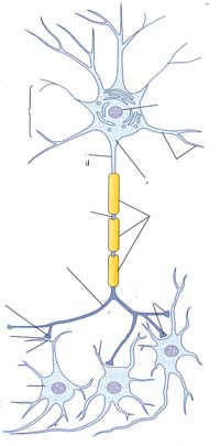 Kuvateksti edelliseen diaan Fig. 4 Coordination of astrocyte morphological growth and refinement with synapse formation. Astrocyte morphology is far more complex than initially appreciated.