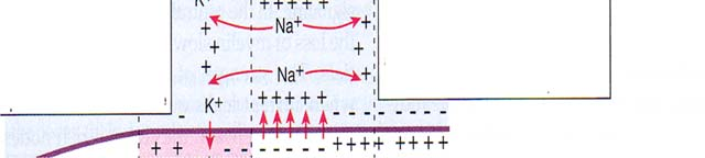 Aktiopotentiaali 1 Aktiopotentiaali 2 OUTSIDE CELL Sodiumpotassium pump Voltage-gated Na + channels open and Na + enters the axon Trigger zone [K + ] 5 mm [Na + ] [Cl - ] 150 mm 120 mm OUTSIDE CELL