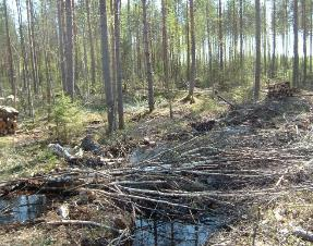 OSA-ALUE 6. Avoin mäki halkopinoineen Alue on avohakattu.