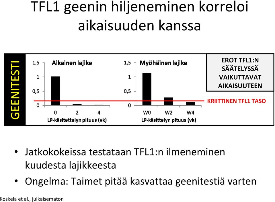 Jatkokokeissa testataan TFL1:n ilmeneminen kuudesta lajikkeesta