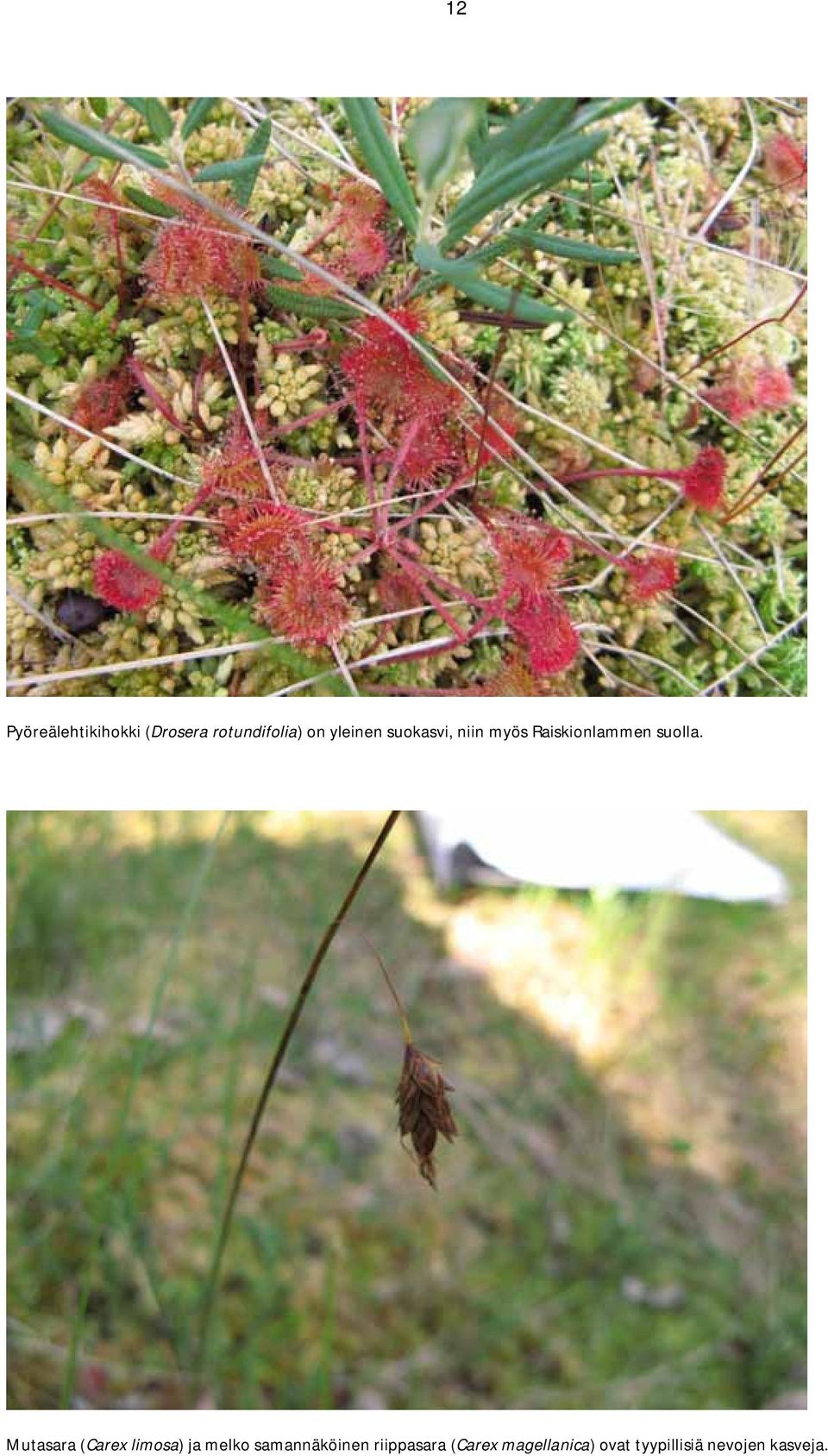 Mutasara (Carex limosa) ja melko samannäköinen