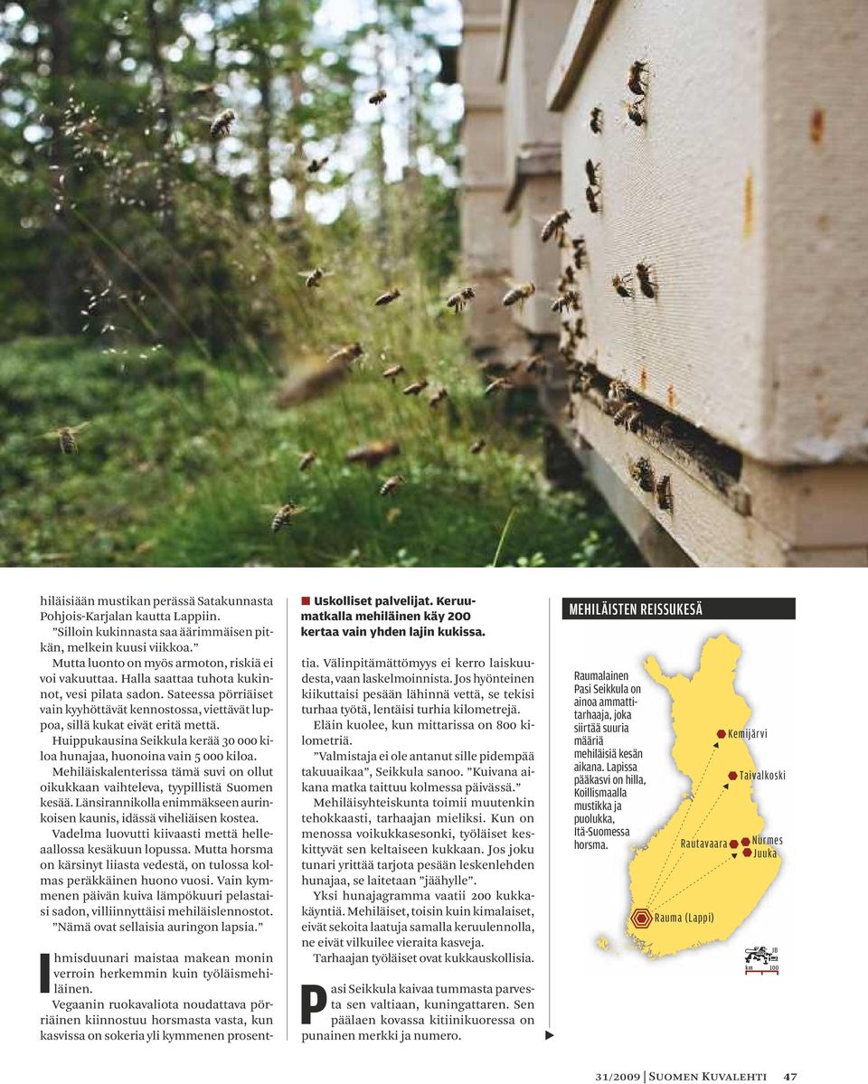 Huippukausina Seikkula kerää 30 000 kiloa hunajaa, huonoina vain 5 000 kiloa. Mehiläiskalenterissa tämä suvi on ollut oikukkaan vaihteleva, tyypillistä Suomen kesää.