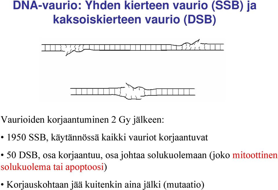 korjaantuvat 50 DSB, osa korjaantuu, osa johtaa solukuolemaan (joko