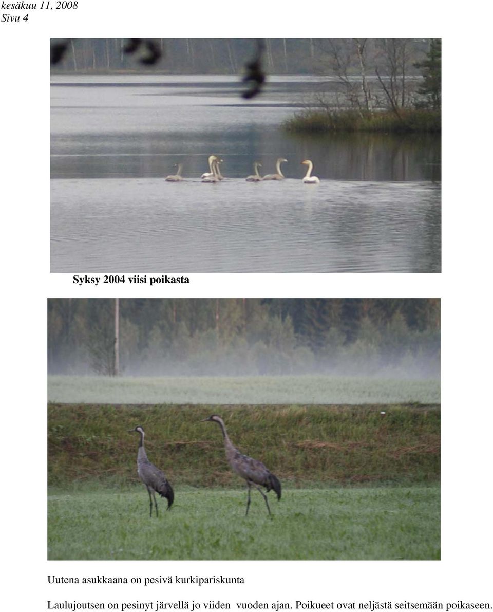 Laulujoutsen on pesinyt järvellä jo viiden