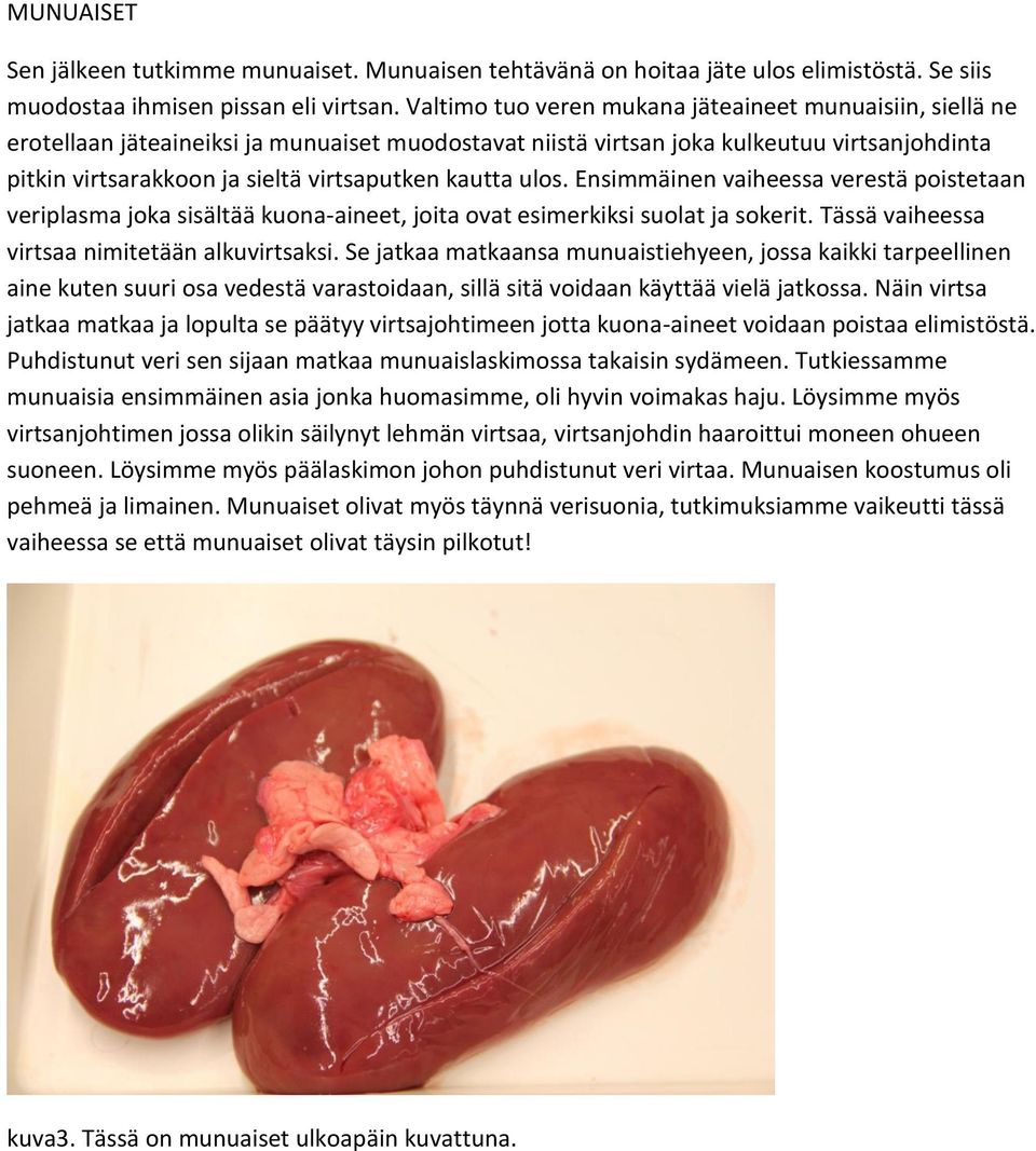 kautta ulos. Ensimmäinen vaiheessa verestä poistetaan veriplasma joka sisältää kuona-aineet, joita ovat esimerkiksi suolat ja sokerit. Tässä vaiheessa virtsaa nimitetään alkuvirtsaksi.