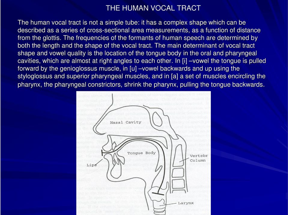 The main determinant of vocal tract shape and vowel quality is the location of the tongue body in the e oral and pharyngeal cavities, which are almost at right angles to each other.