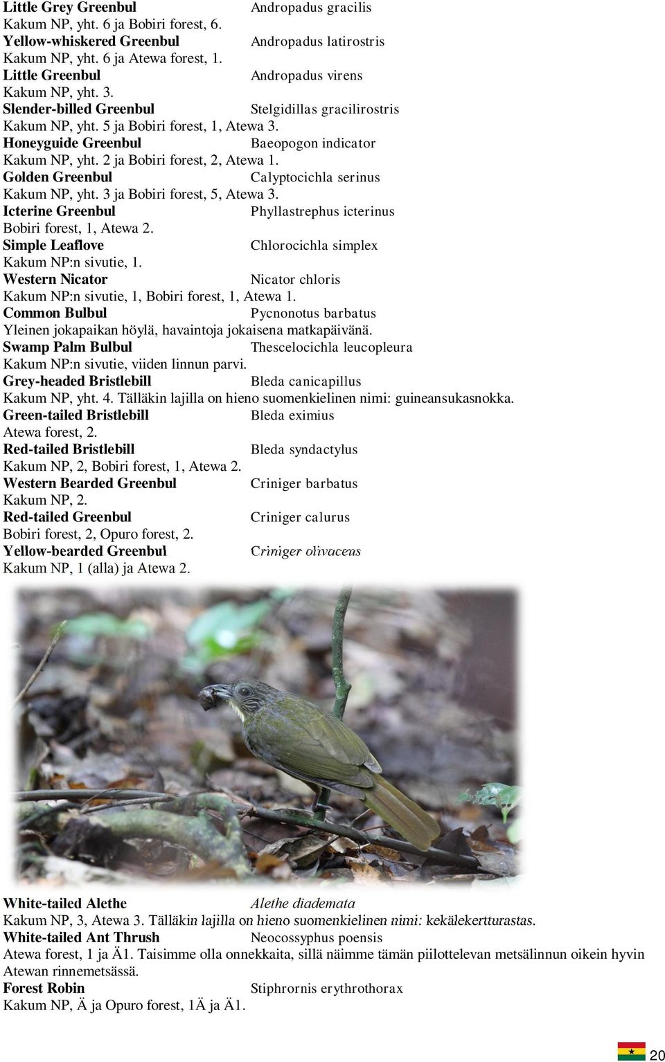 Honeyguide Greenbul Baeopogon indicator Kakum NP, yht. 2 ja Bobiri forest, 2, Atewa 1. Golden Greenbul Calyptocichla serinus Kakum NP, yht. 3 ja Bobiri forest, 5, Atewa 3.