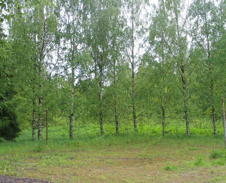 Niemen rantapuisto Niemen rantapuisto Niemen rantapuisto Tapulinkatu 33400 Tampere Niemi puistoalue A3 Viheraluetyyppi 6, 7 huono 2 -alue kenttä = 310 m 2 ei käyttökunnossa hiekka ei aitausta ei