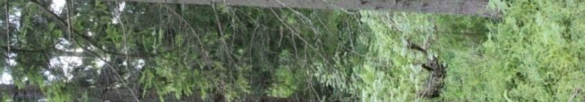 Kuva 4: Nuorta kuusi- ja mäntytaimikkoa 2.6 Kuvio 5 Kuvio 5 rajautuu kuvion 4 taimikkoon, peltoon sekä Finnholmenintiehen. Kuvion lounaisosassa kasvaa 40-60 -vuotiaita rauduskoivuja.